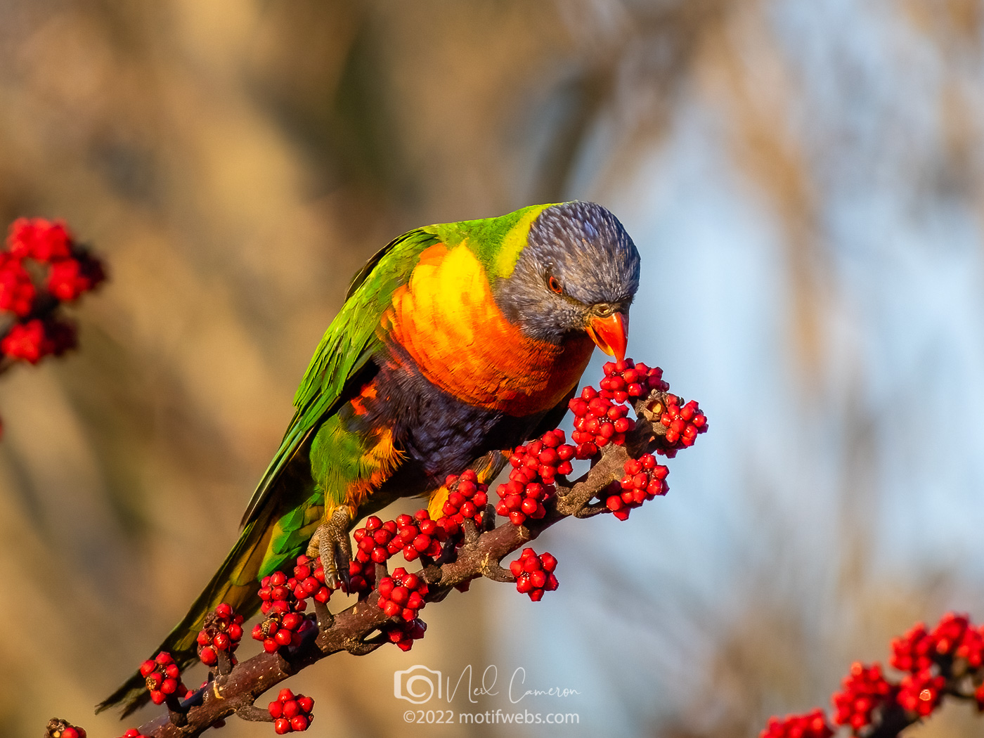 Rainbow Lorikeet (Trichoglossus moluccanus), St Lucia, Australia