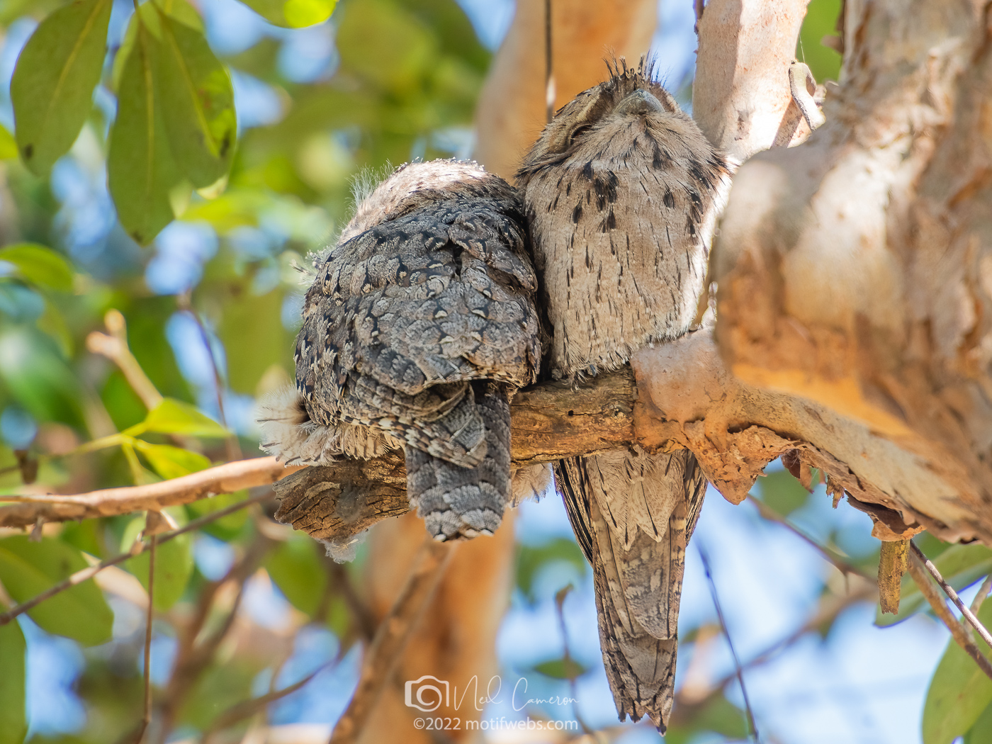 Tawny Frogmouths cuddling, Uni of Qld, Great Court