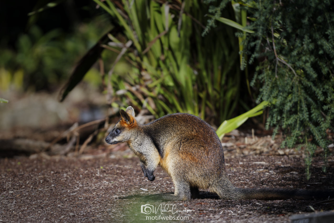 Swamp Wallaby (Wallabia bicolor) at the Australian National Botanical Gardens, Canberra