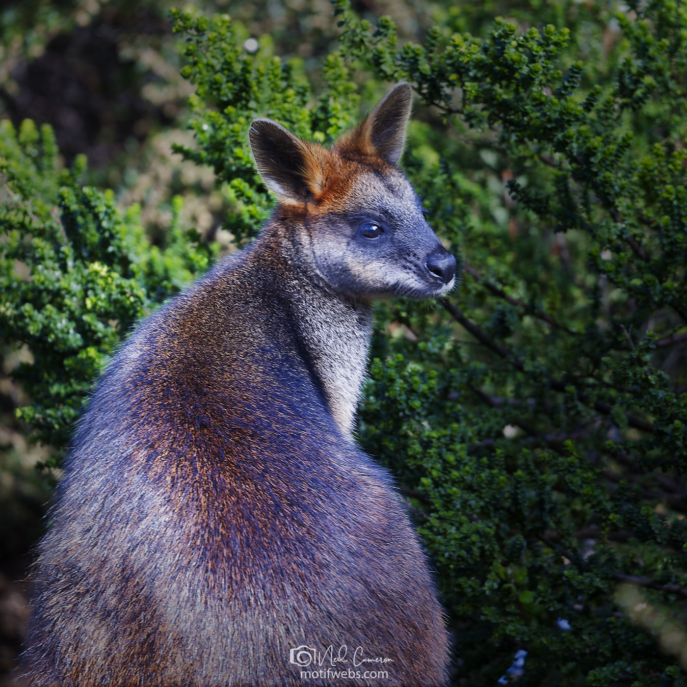 Swamp Wallaby (Wallabia bicolor) at the Australian National Botanical Gardens, Canberra