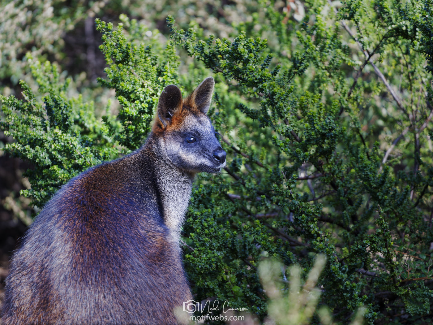 Swamp Wallaby (Wallabia bicolor) at the Australian National Botanical Gardens, Canberra