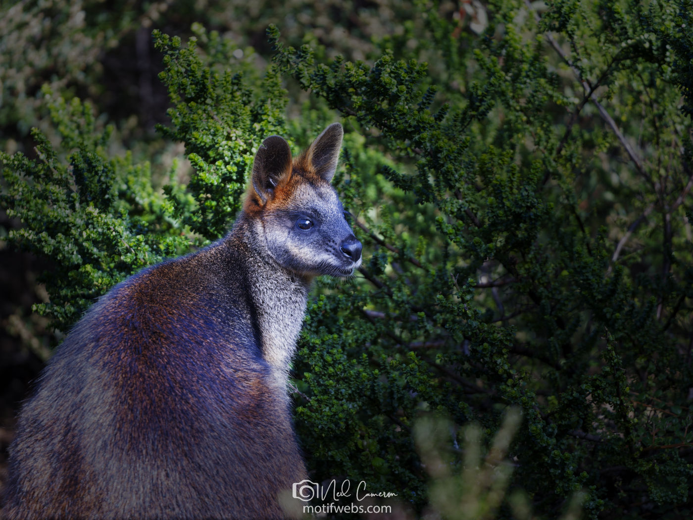 Swamp wallaby