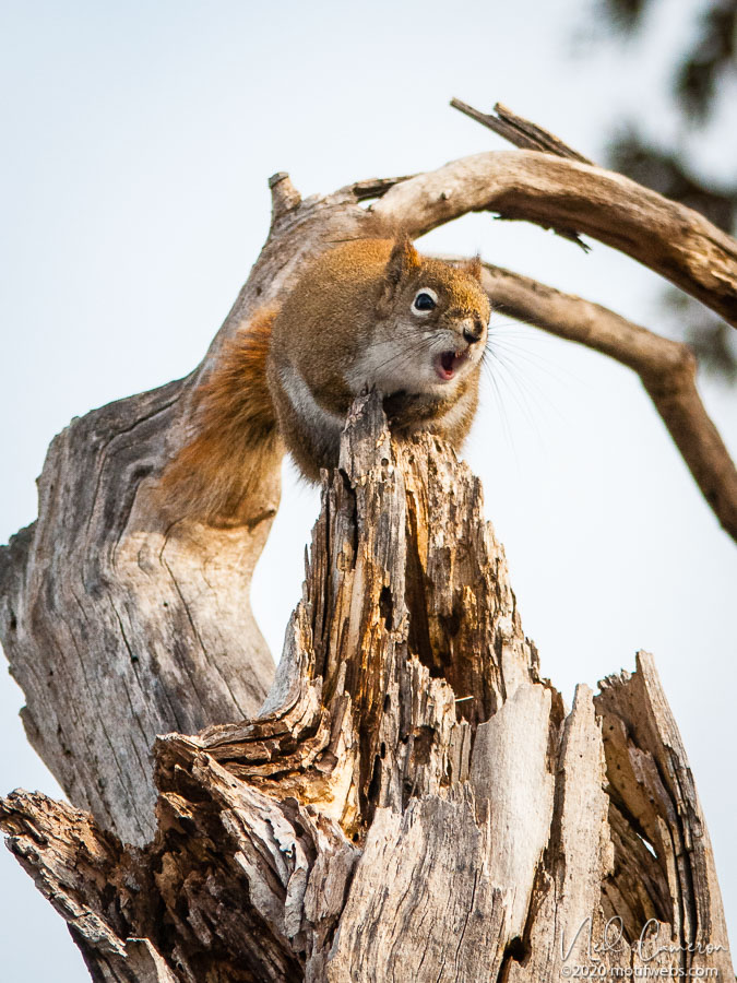 American Red Squirrel (Tamiasciurus hudsonicus), Shirleys Bay, Ontario
