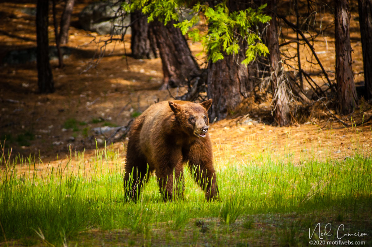 California Black Bear (Ursus americanus californiensis), Yosemite, California, USA