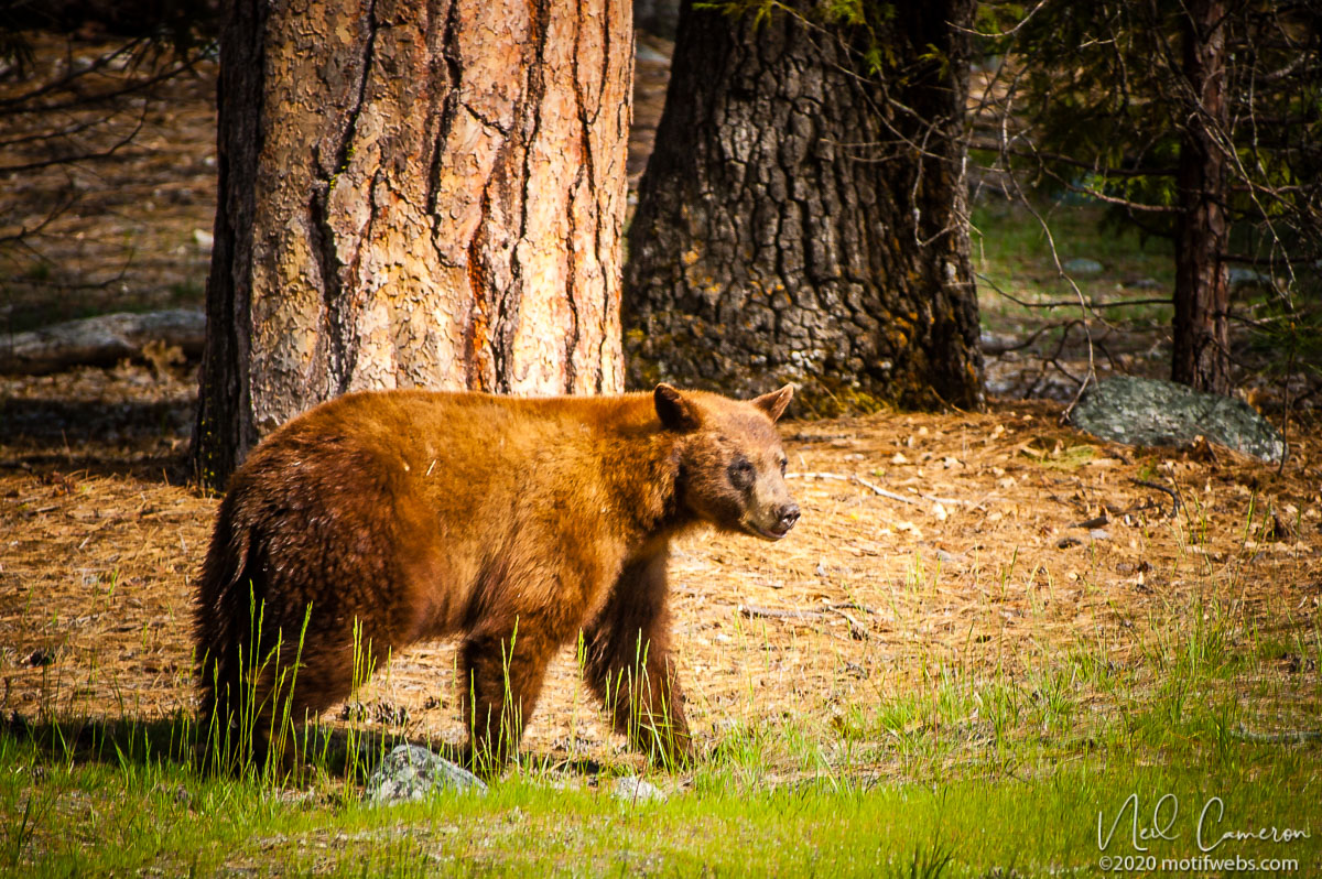 California Black Bear (Ursus americanus californiensis), Yosemite, California, USA