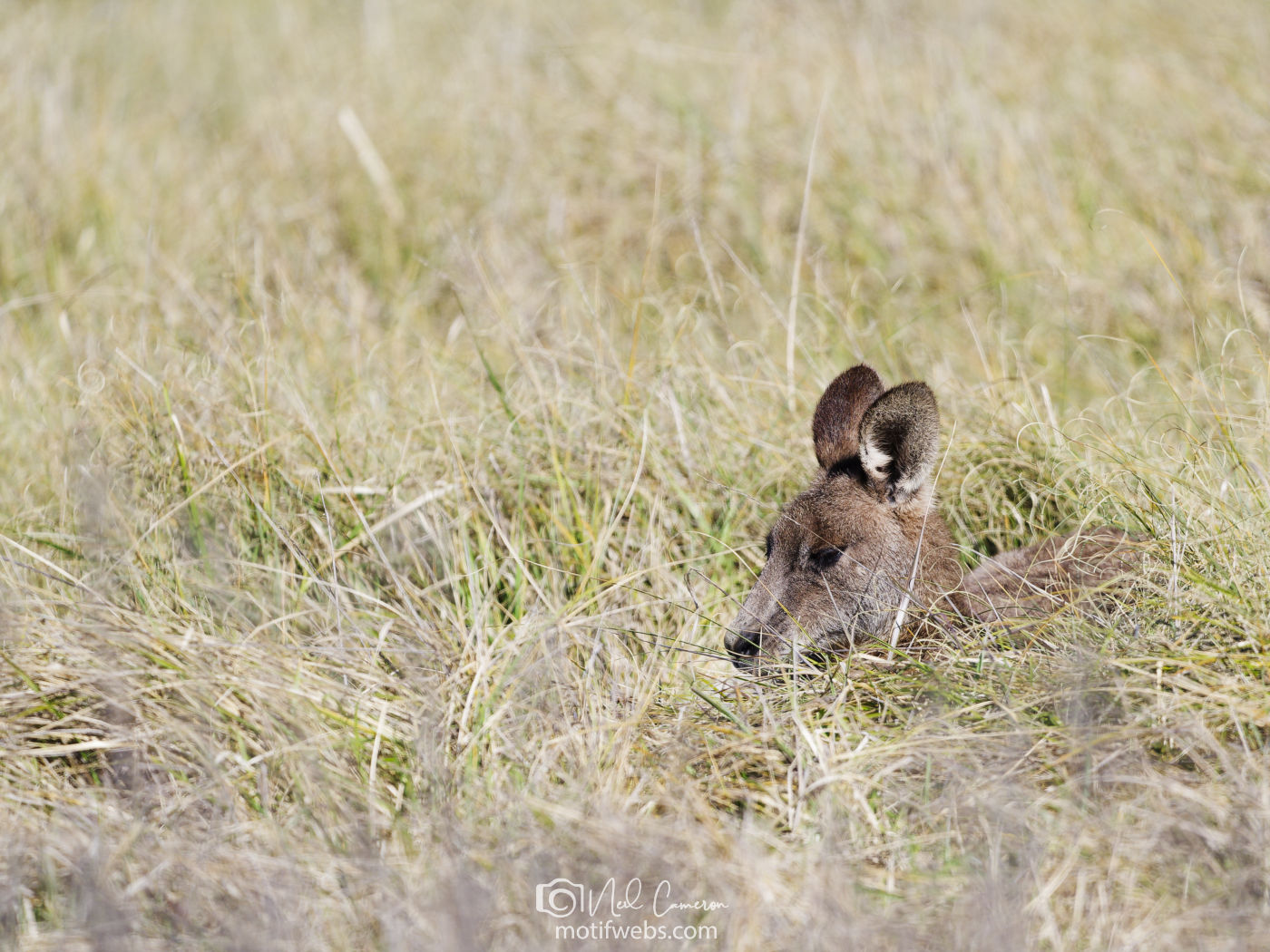 Eastern Grey Kangaroo (Macropus giganteus), Jerrabomberra Wetlands, Canberra