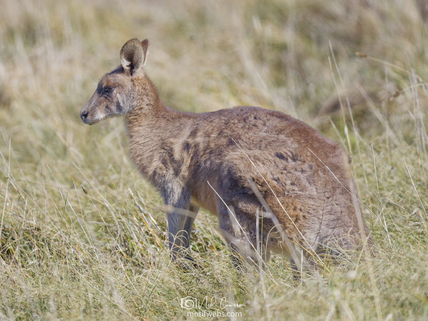 Eastern Grey Kangaroo (Macropus giganteus), Jerrabomberra Wetlands, Canberra