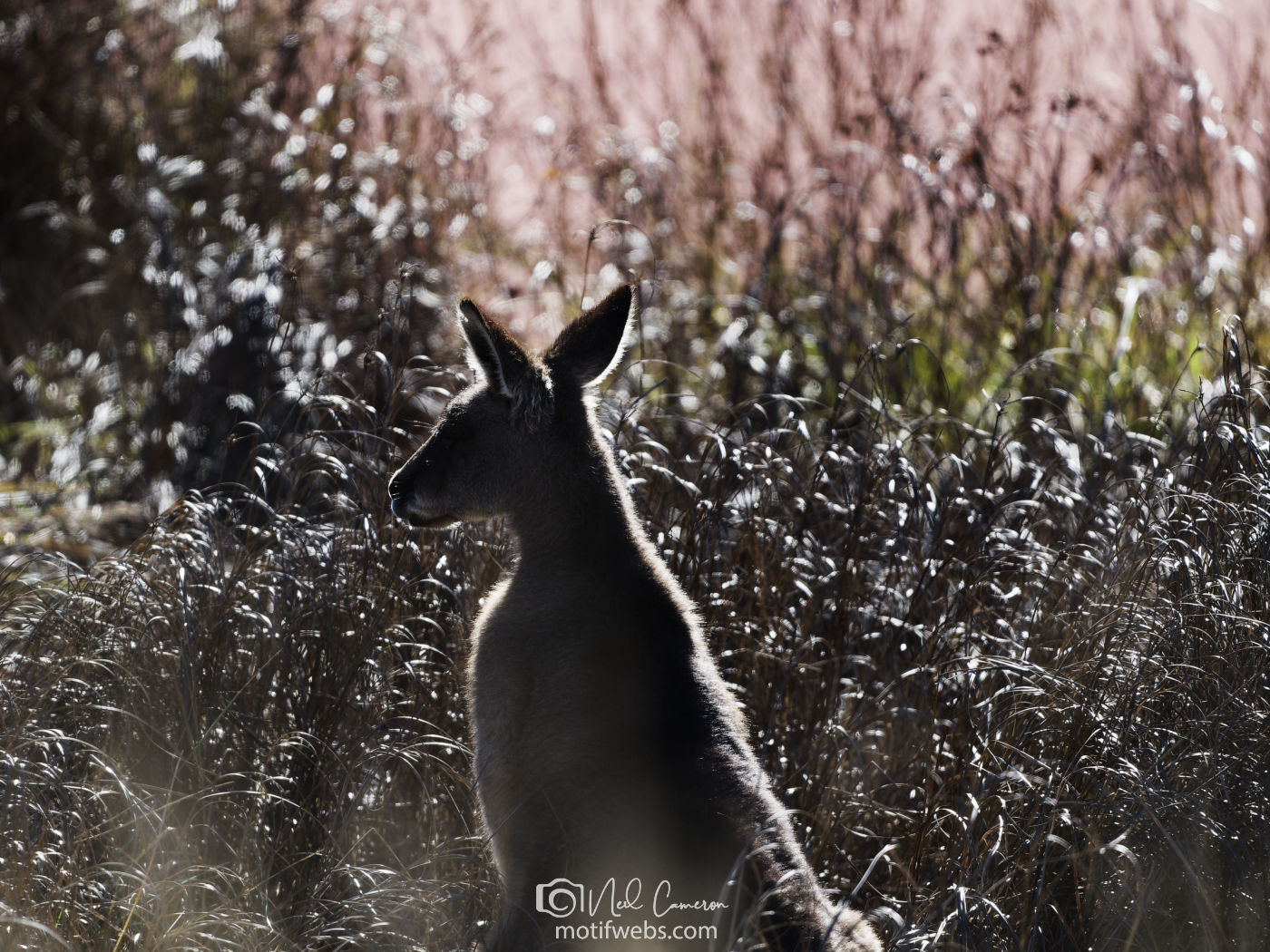 Eastern Grey Kangaroo (Macropus giganteus), Jerrabomberra Wetlands, Canberra