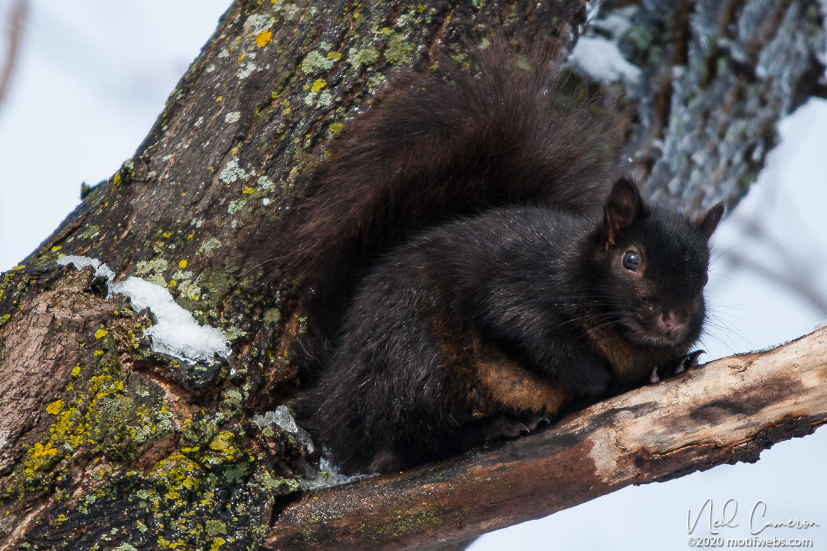 Eastern Gray Squirrel Black Phase (Sciurus carolinensis), Mud Lake, Ottawa, Ontario, Canada