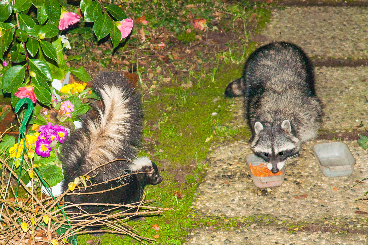 Male Striped Skunk (Mephitis mephitis) and Raccoon (Procyon lotor) have a stand-off, Aptos, California, USA