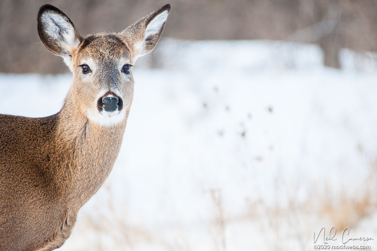 White-tailed Deer, Ottawa, Canada