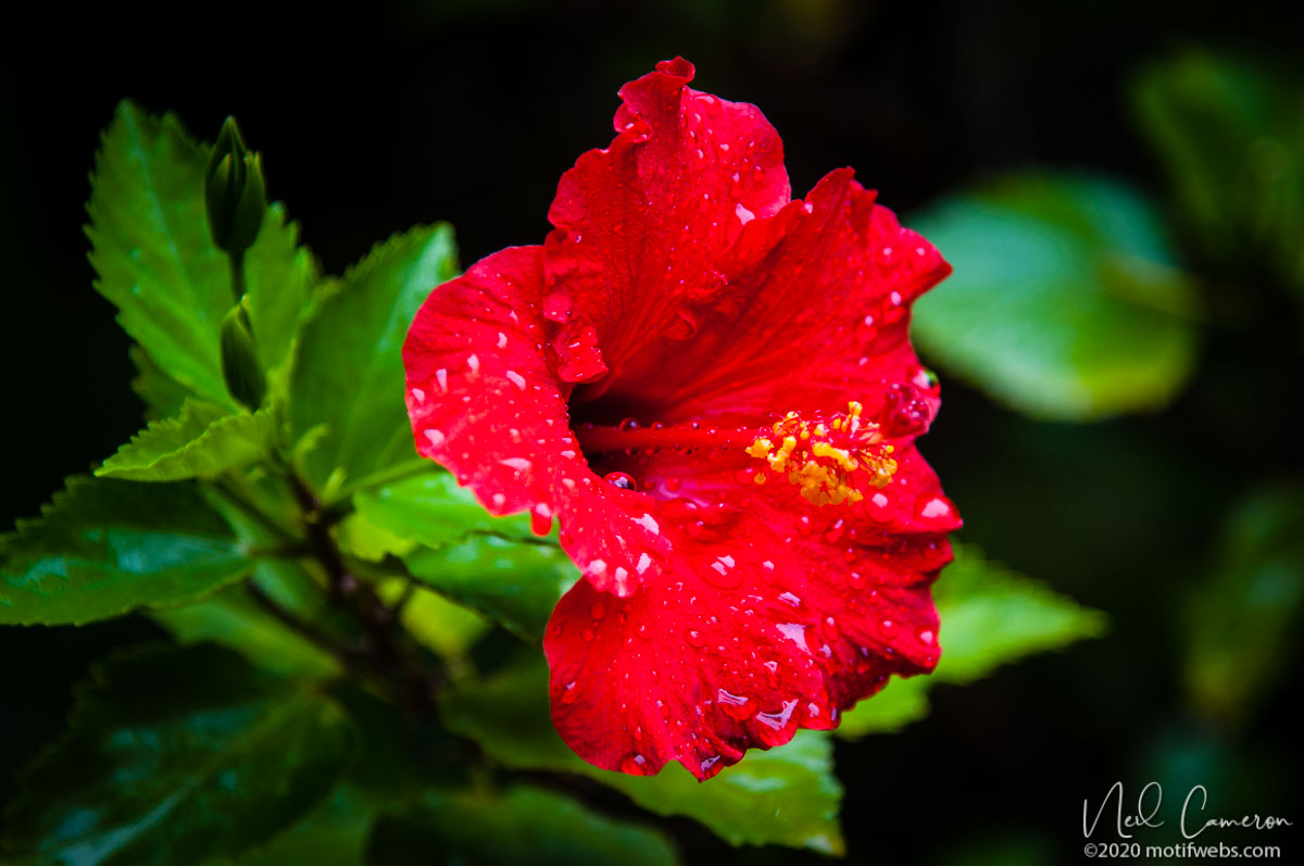 Hibiscus after the rain