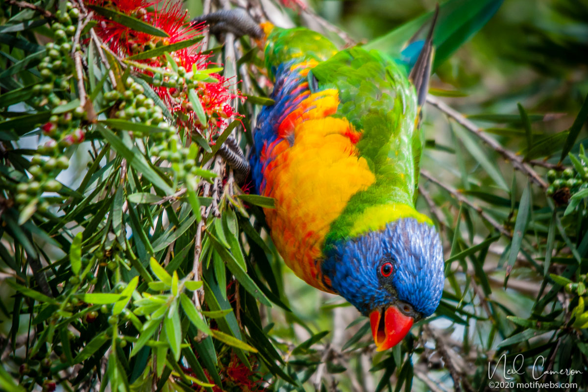 Australian Birds Gallery