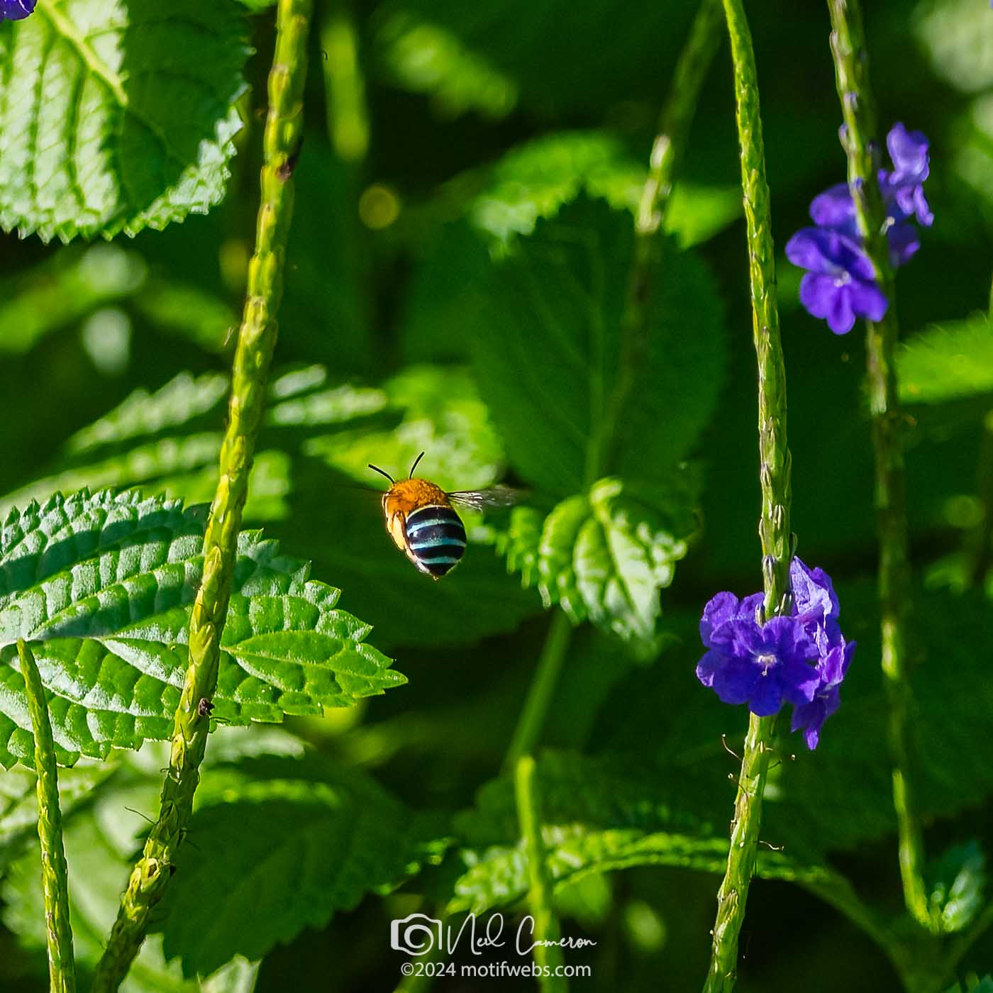 Australian native Blue-banded Bee (Amegilla species) & its blue-banded bee butt at Mt Coot-tha Botanical Gardens, Brisbane