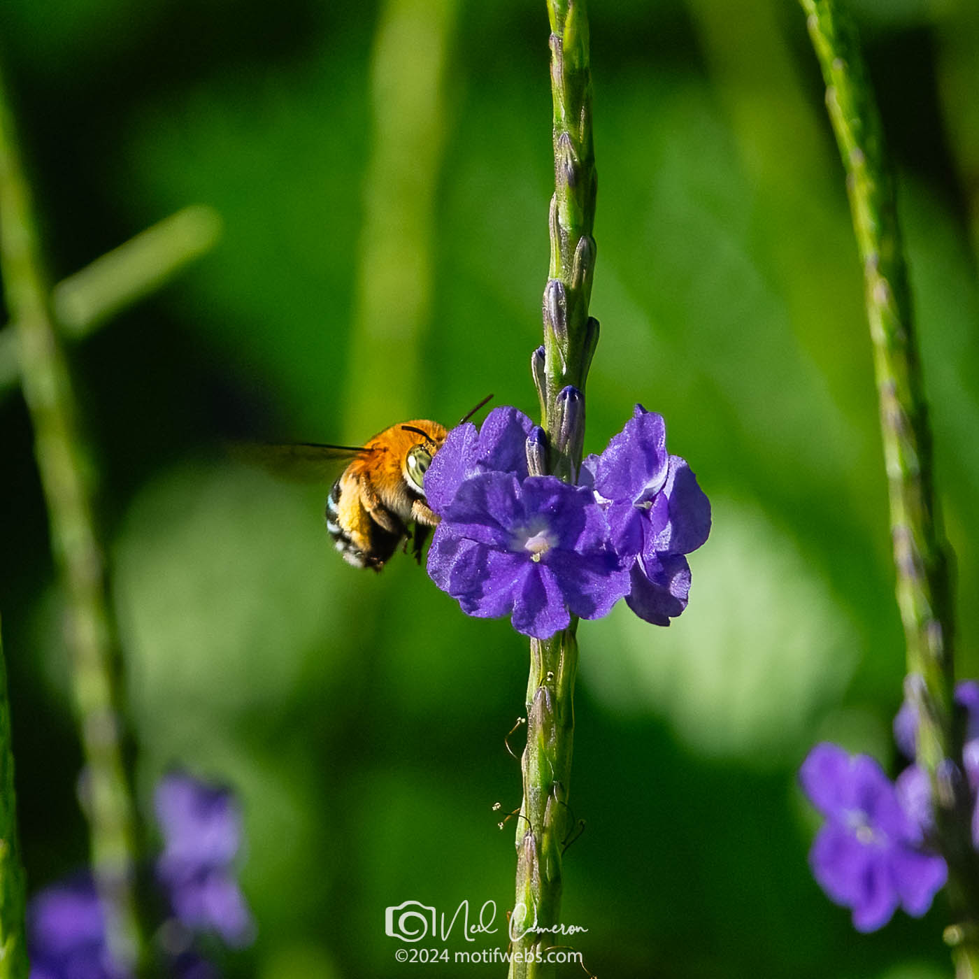 Australian native Blue-banded Bee (Amegilla species), Mt Coot-tha Botanical Gardens, Toowong, Australia