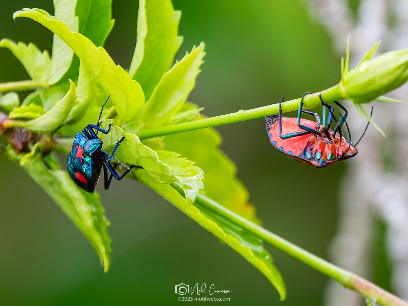 Hibiscus Jewel Beetle (Tectocoris diophthalmus) AKA Cotton Harlequin Bug or Hibiscus Harlequin Bug, St Lucia, Brisbane