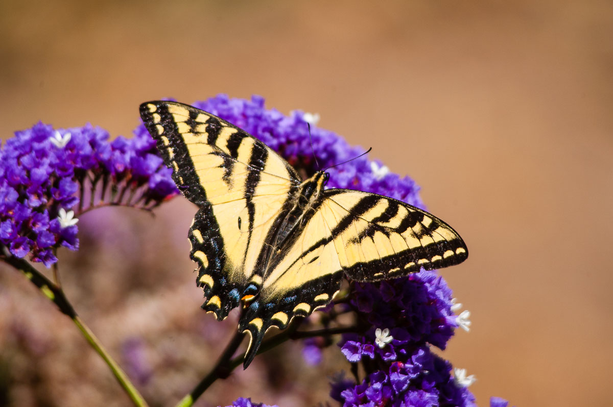 Western Swallowtail Butterfly (Papilio rutulus), Aptos, California, USA