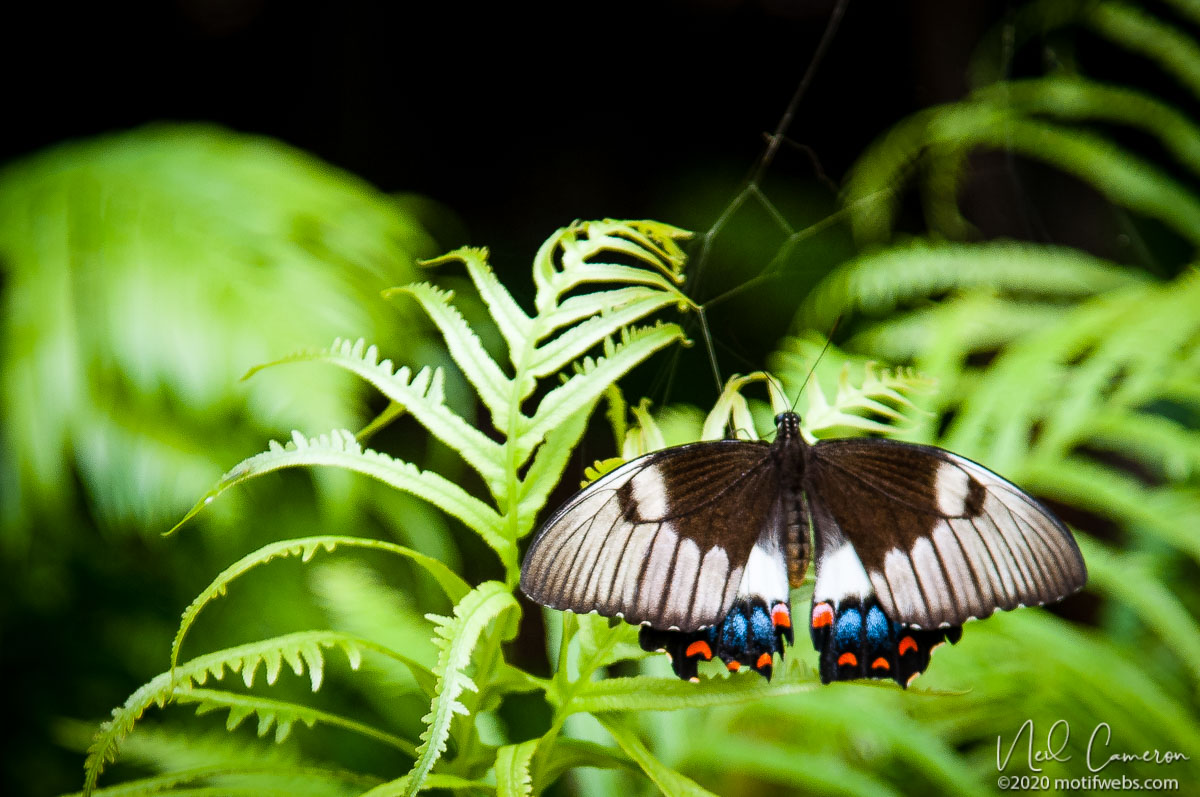 Dingy Swallowtail (Papilio anactus), Mt Coot-tha Botanical Gardens, Toowong, Brisbane