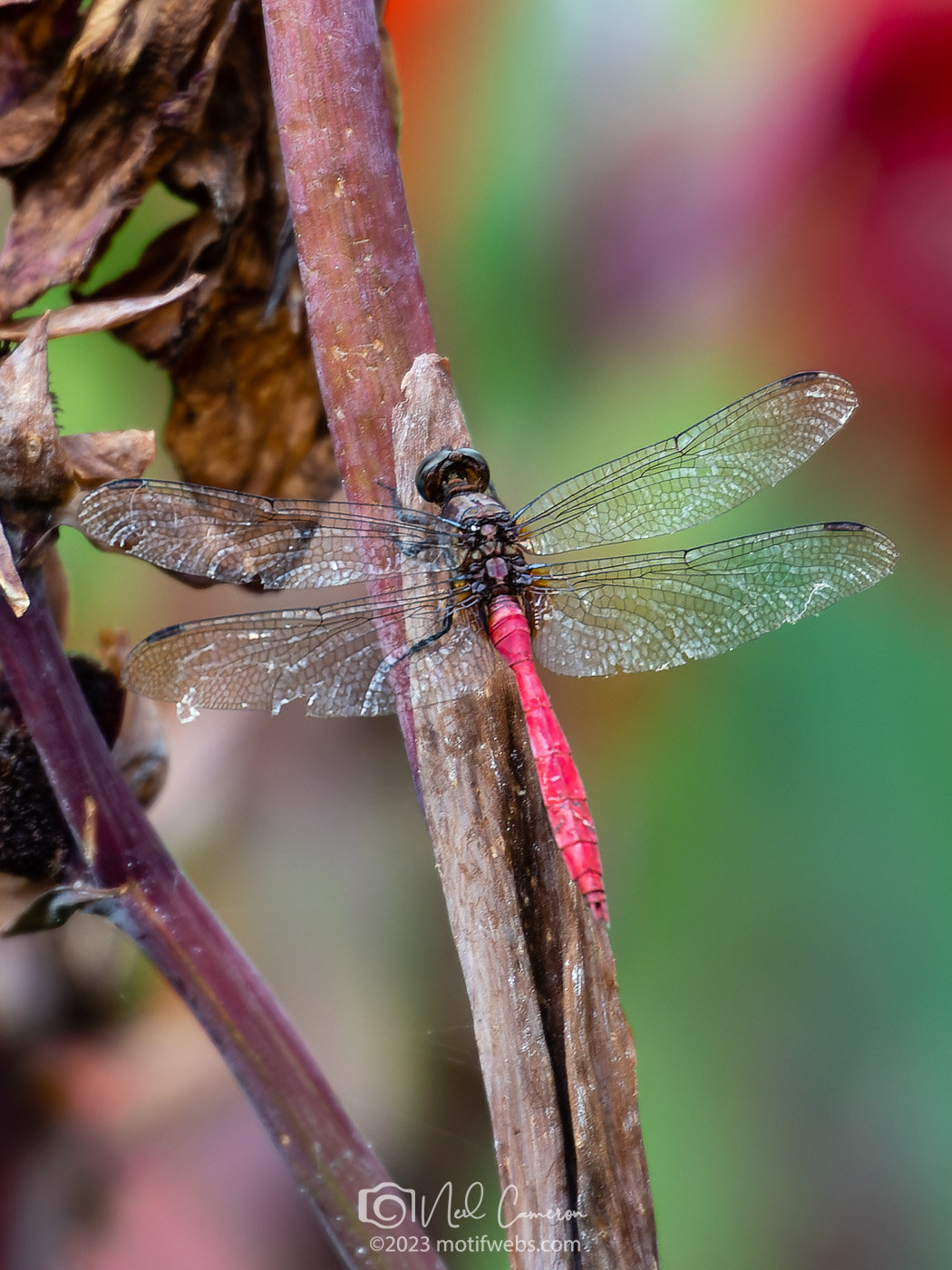 Fiery Skimmer Dragonfly (Orthetrum villosovittatum), Mt Coot-tha Botanical Gardens, Toowong, Brisbane