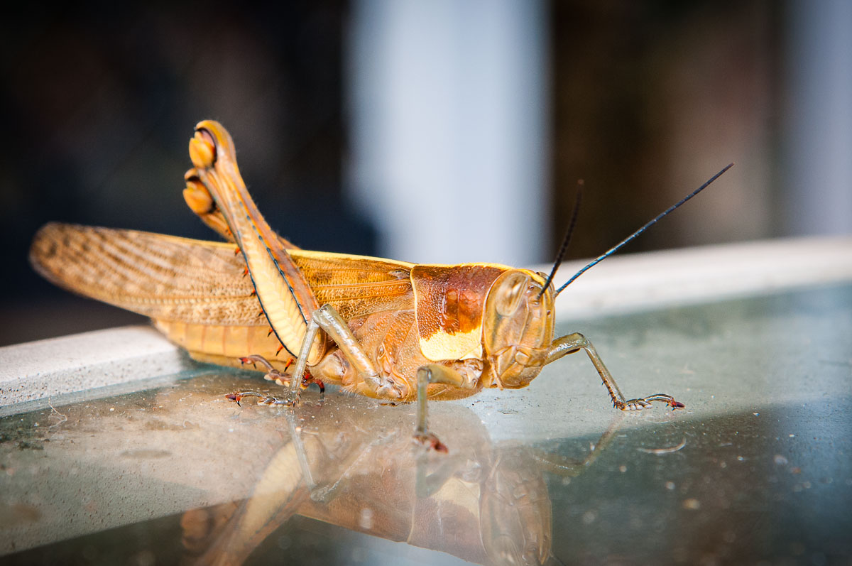Giant Grasshopper (Valanga irregularis), Parrearra, Sunshine Coast, Australian