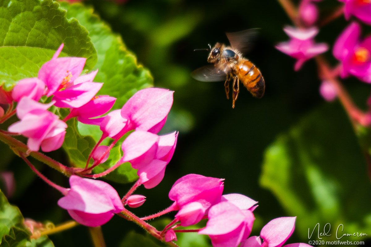 Honey Bee (Apis mellifera), Toowong