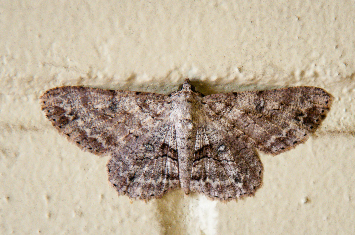 Unidentified moth, St Lucia, Australia