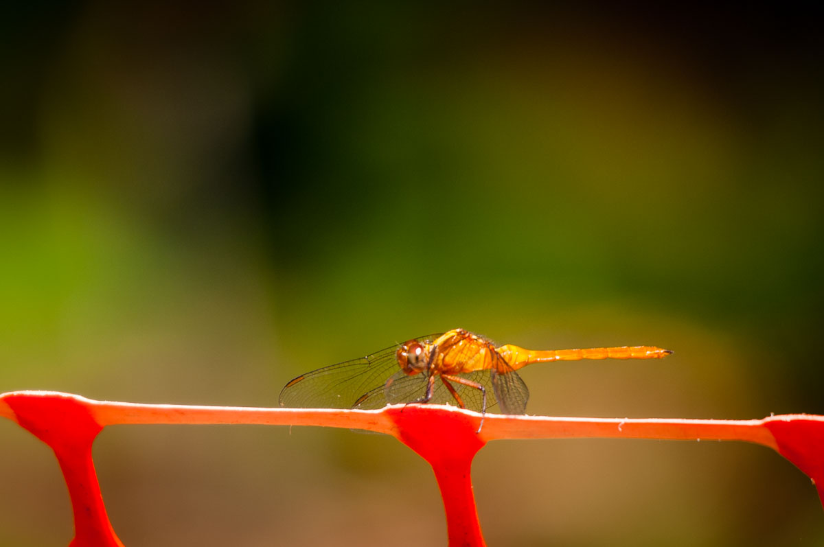 Female Scarlet Percher Dragonfly (Diplacodes haematodes), Mt Coot-tha Botanical Gardens, Toowong, Brisbane