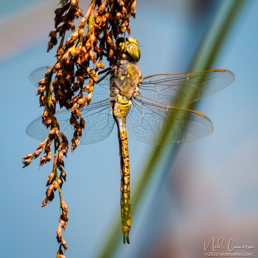 Female Blue Skimmer Dragonfly (Orthetrum caledonicum), Mt Coot-tha Botanical Gardens, Brisbane