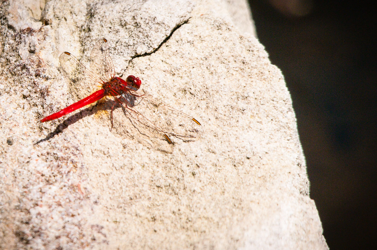 Male Scarlet Percher Dragonfly (Diplacodes haematodes), Mt Coot-tha Botanical Gardens, Toowong, Brisbane