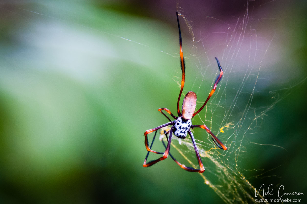 Tiger Spider (Trichonephila plumipes), Mt Coot-tha Botanical Gardens, Toowong, Australia