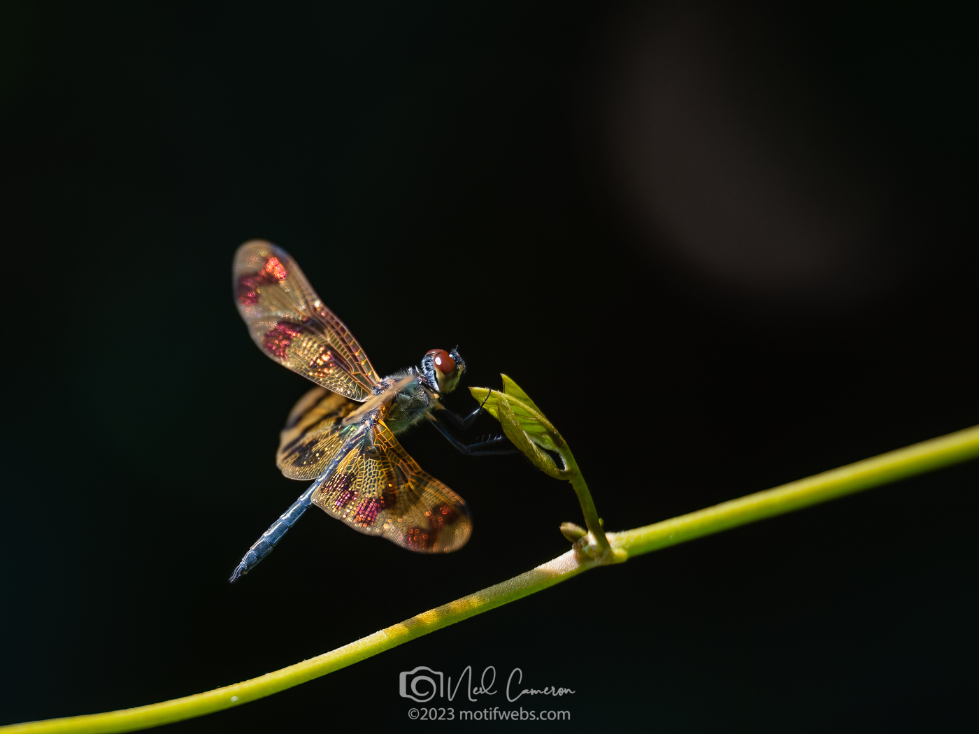 Graphic Flutterer (Rhyothemis graphiptera) dragonfly at Mt Coot-tha Botanic Gardens , Toowong, Australia