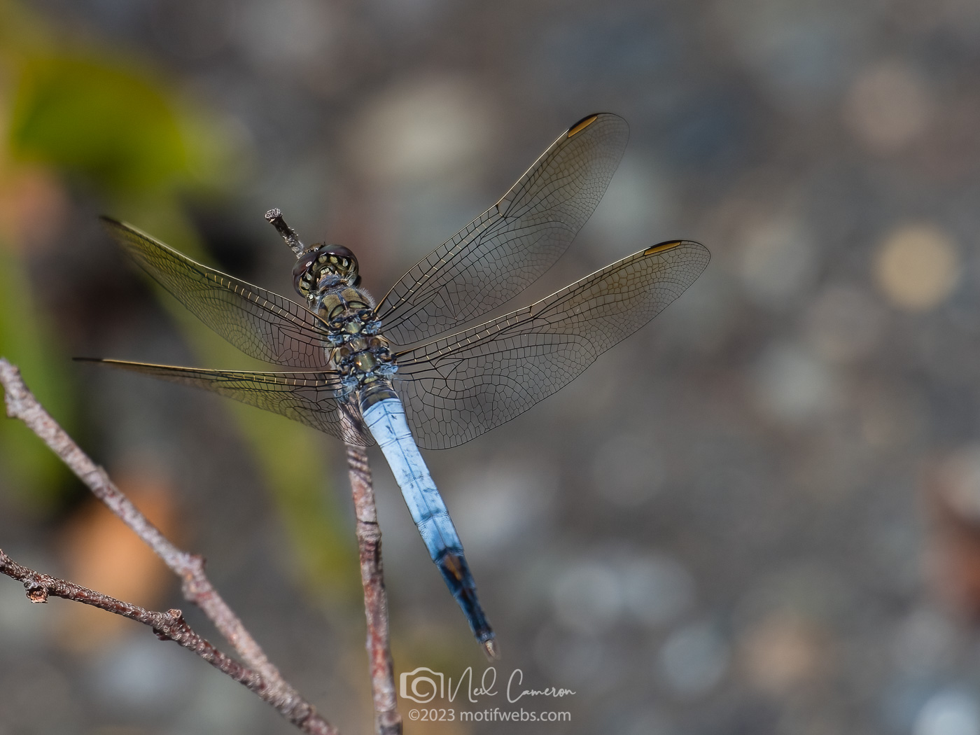 Male Black-headed Skimmer dragonfly (Crocothemis nigrifrons), Mt Coot-tha Botanical Gardens, Toowong