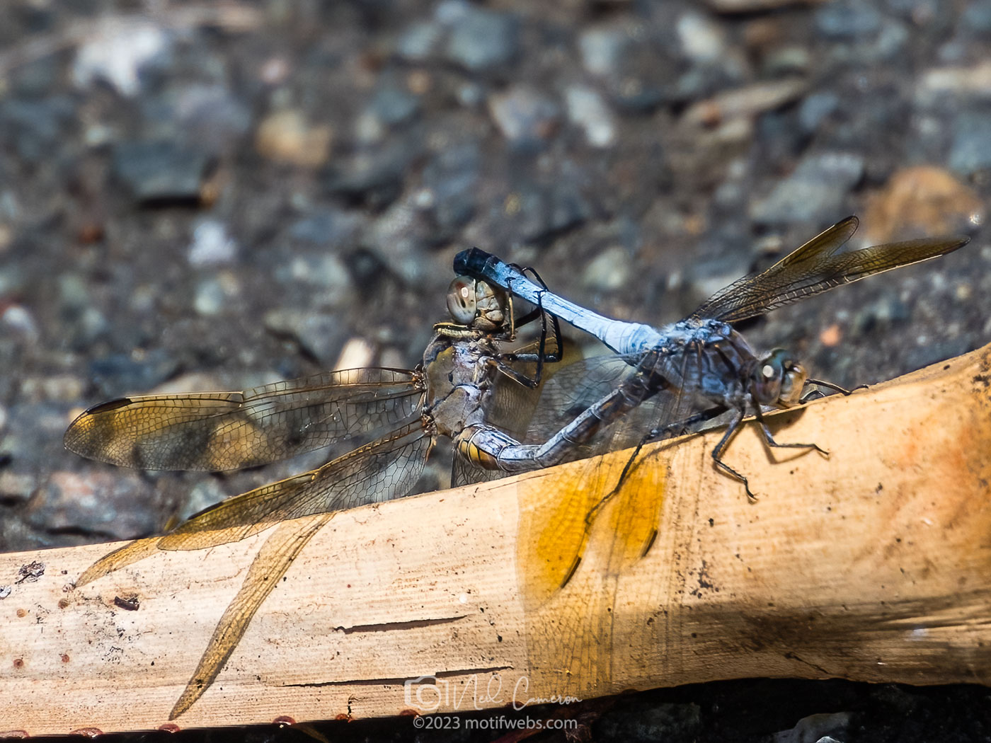 Blue Skimmer Dragonfly mating (Orthetrum caledonicum), Mt Coot-tha Botanical Gardens, Toowong