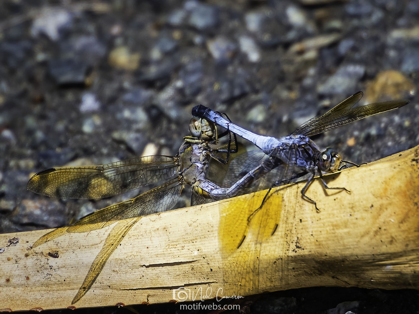 Blue Skimmer Dragonfly mating (Orthetrum caledonicum), Mt Coot-tha Botanical Gardens, Toowong