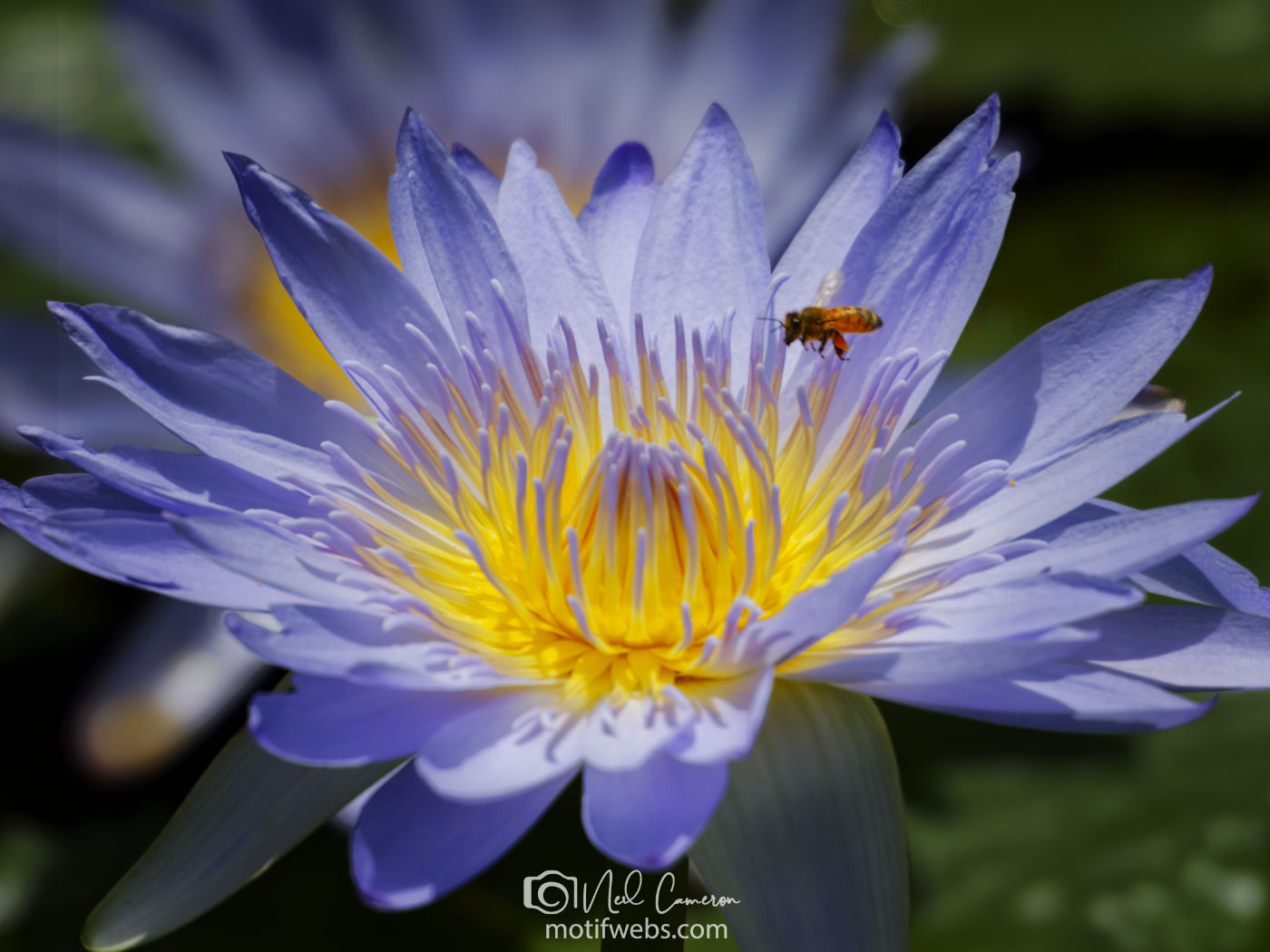 Bee and a water lily flower, Mt Coot-tha Botanical Gardens, Toowong