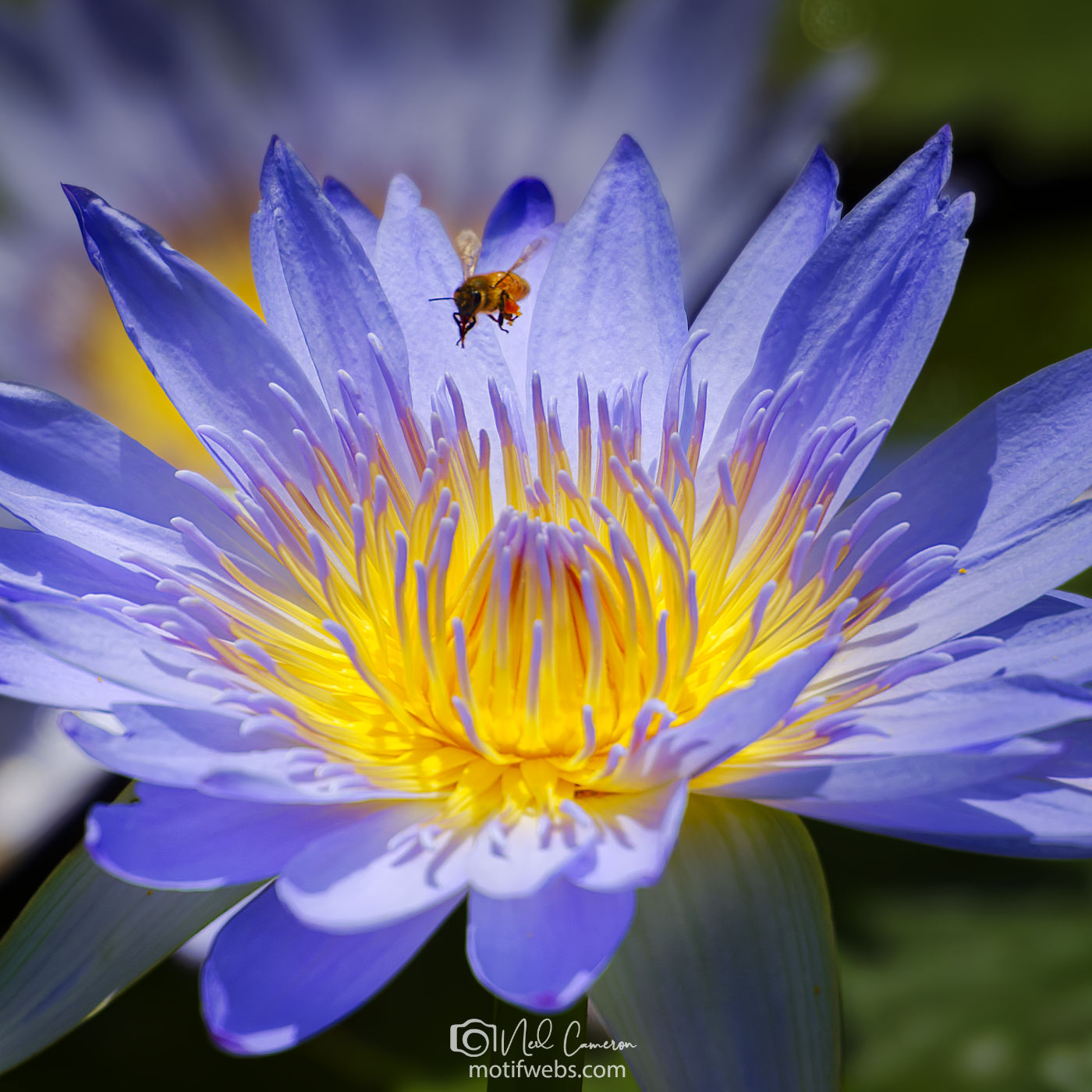 Bee and a water lily flower, Mt Coot-tha Botanical Gardens, Toowong