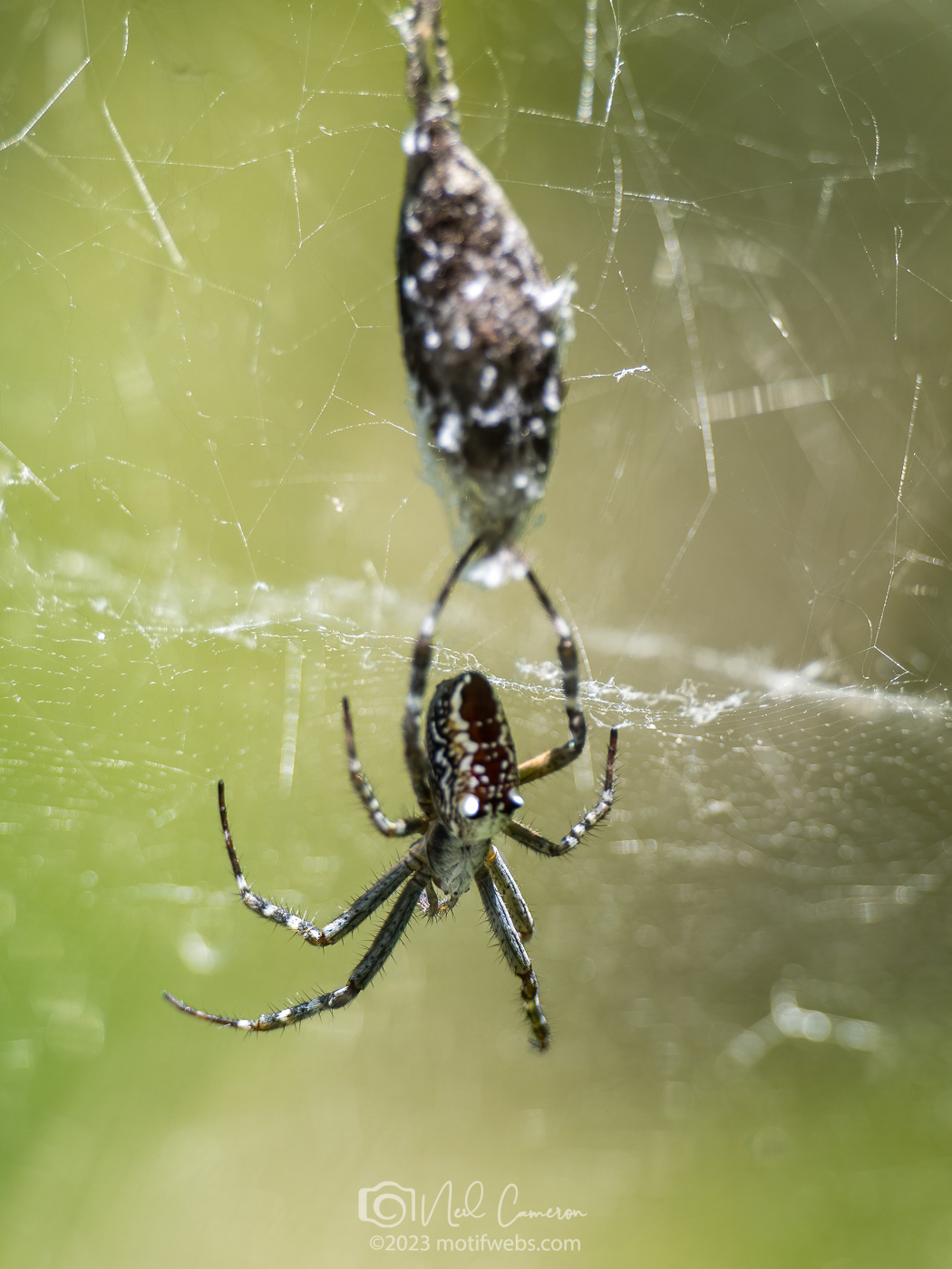 Tent Spider? (Cyrtophora family), female, Toowong