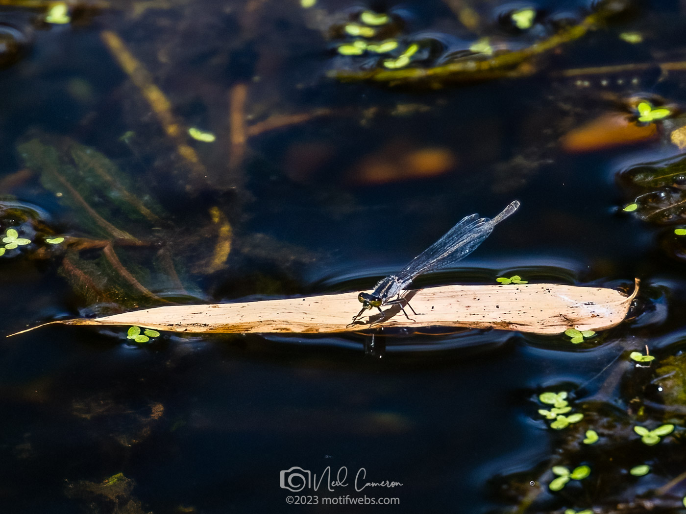 Wiretail or Pinfly (Family Isostictidae)?, Toowong