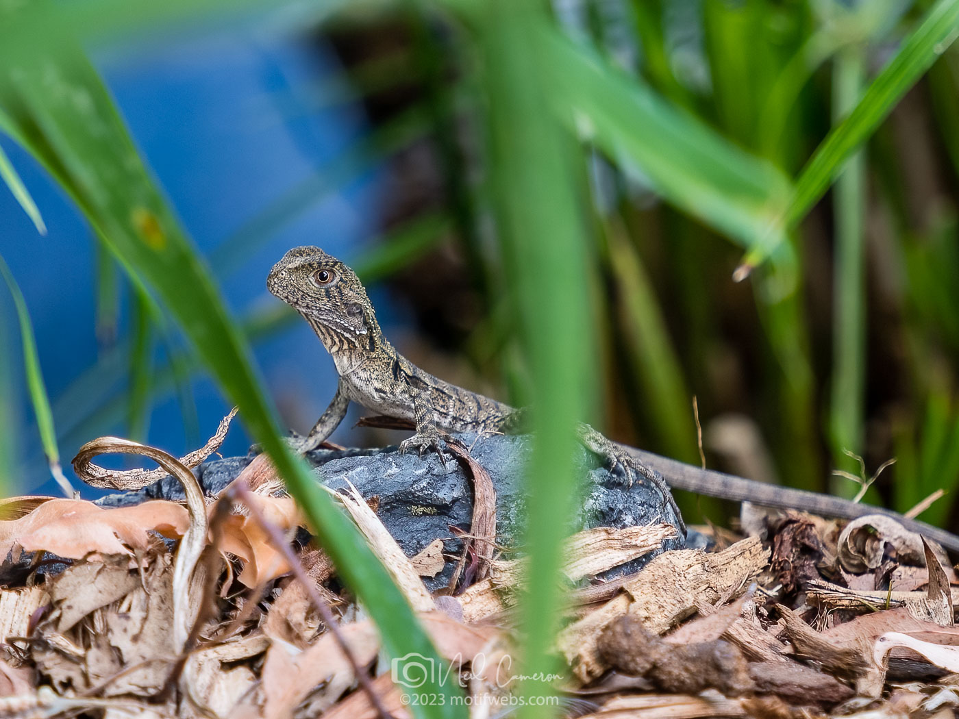 A very young Eastern Water Dragon (Intellagama lesueurii)?, Toowong