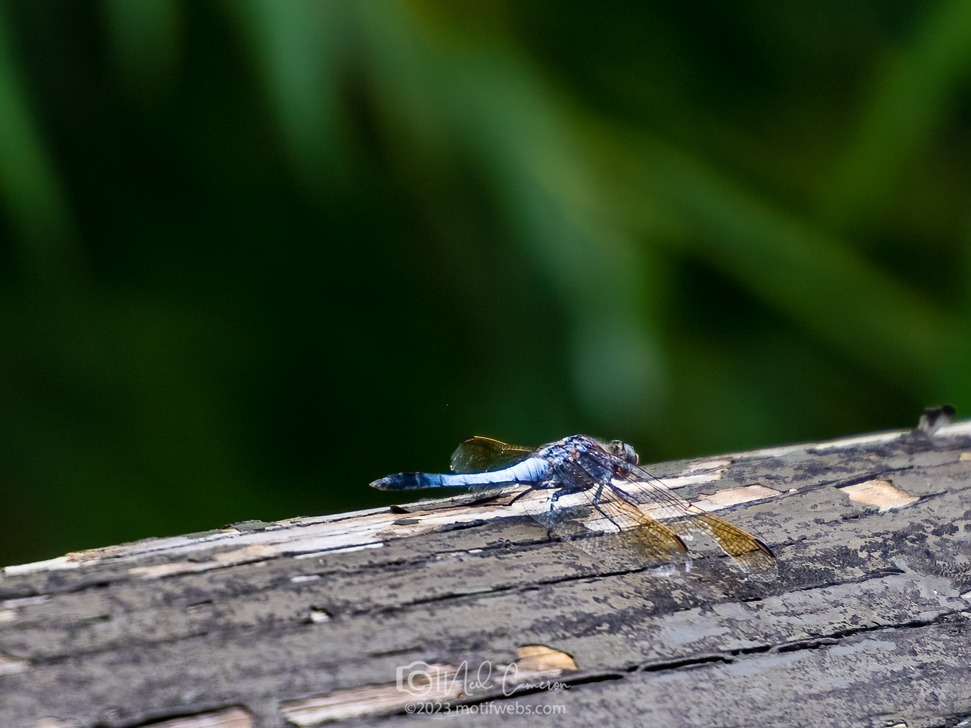 Blue Skimmer Dragonfly(Orthetrum caledonicum), Toowong