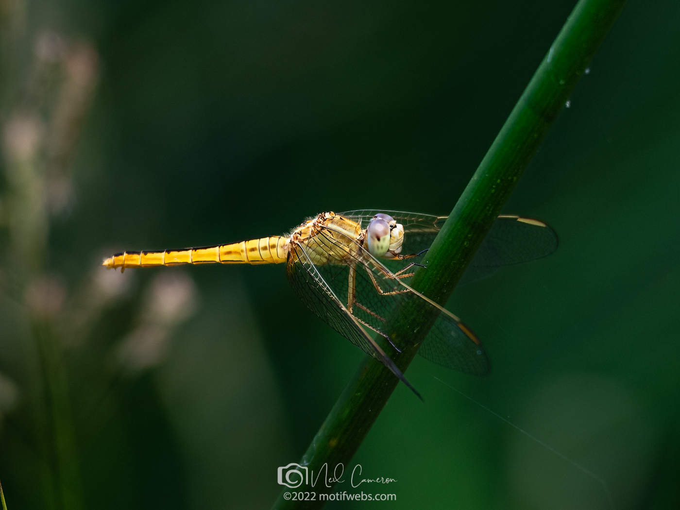 A female Black-headed Skimmer dragonfly (Crocothemis nigrifrons) poses at Mt Coot-tha Botanical Gardens, Toowong, Australia