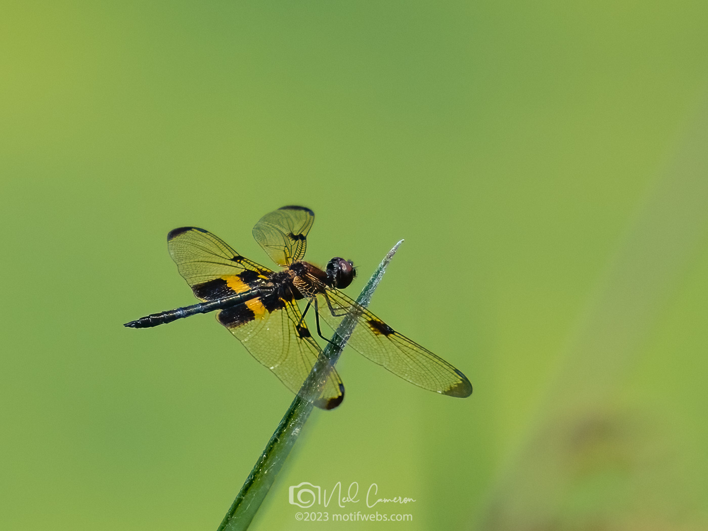 Yellow-striped Flutterer Dragonfly (Rhyothemis phyllis ), Toowong