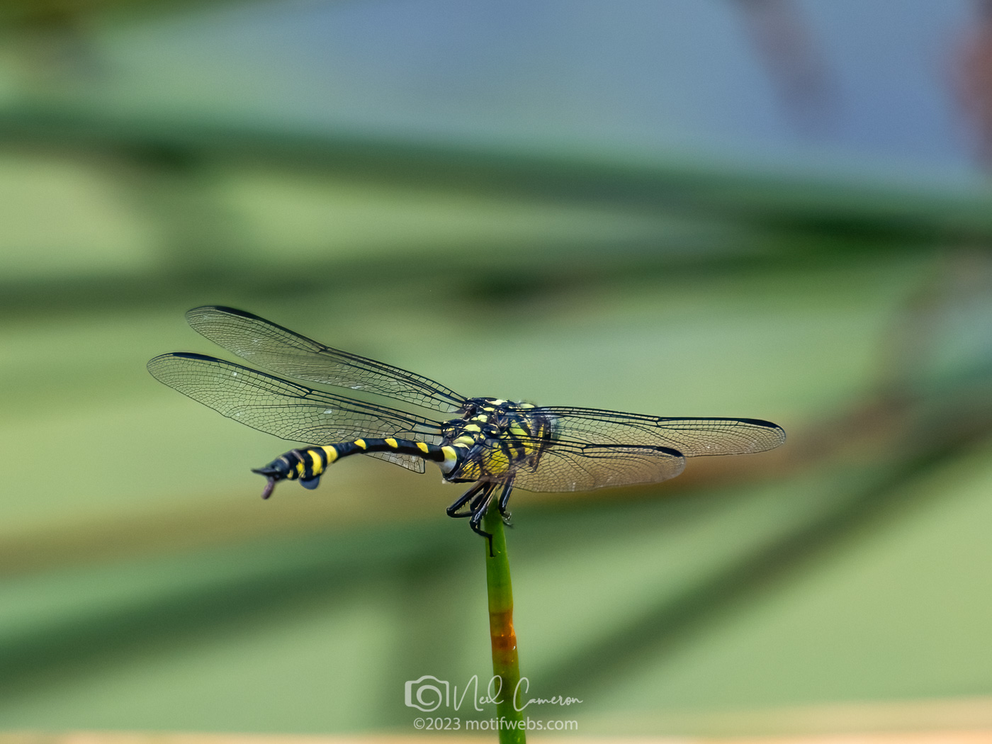 Australian Tiger Dragonfly (Ictinogomphus australis), Australia