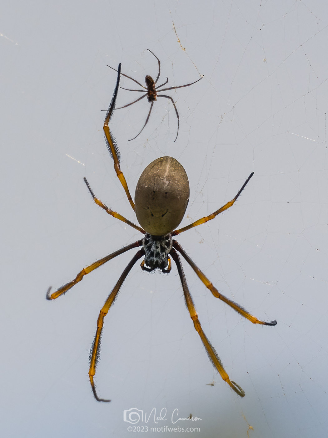 Orb weaver male and female, Toowong