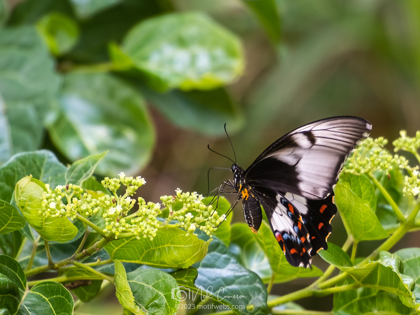 Orchard Swallowtail Butterfly (Papilio aegeus), Mt Coot-tha Botanical Gardens, Toowong
