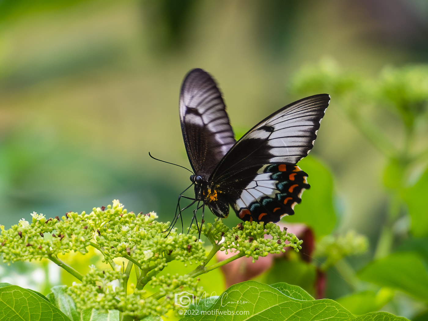 Orchard Swallowtail Butterfly (Papilio aegeus), Mt Coot-tha Botanical Gardens, Toowong