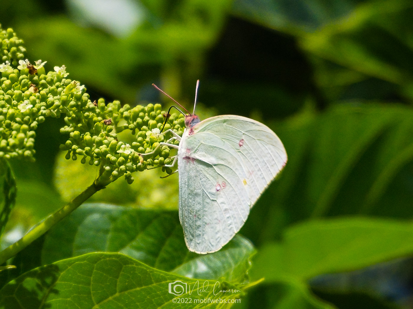 White Migrant (Catopsilia pyranthe)?, Mt Coot-tha Gardens, Toowong
