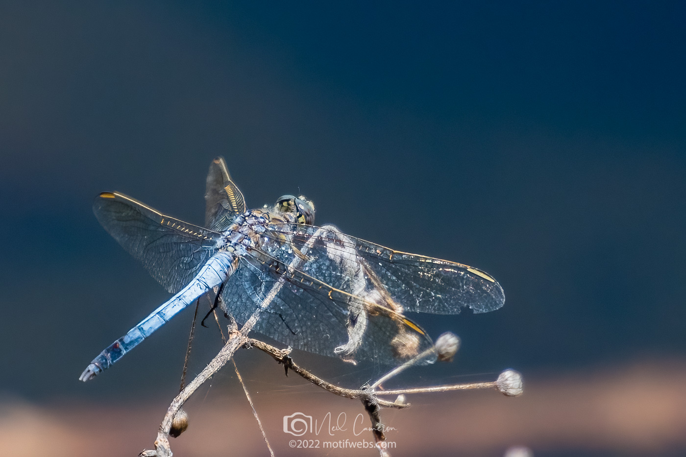 Male Blue Skimmer Dragonfly (Orthetrum caledonicum), Mt Coot-tha Botanical Gardens, Brisbane