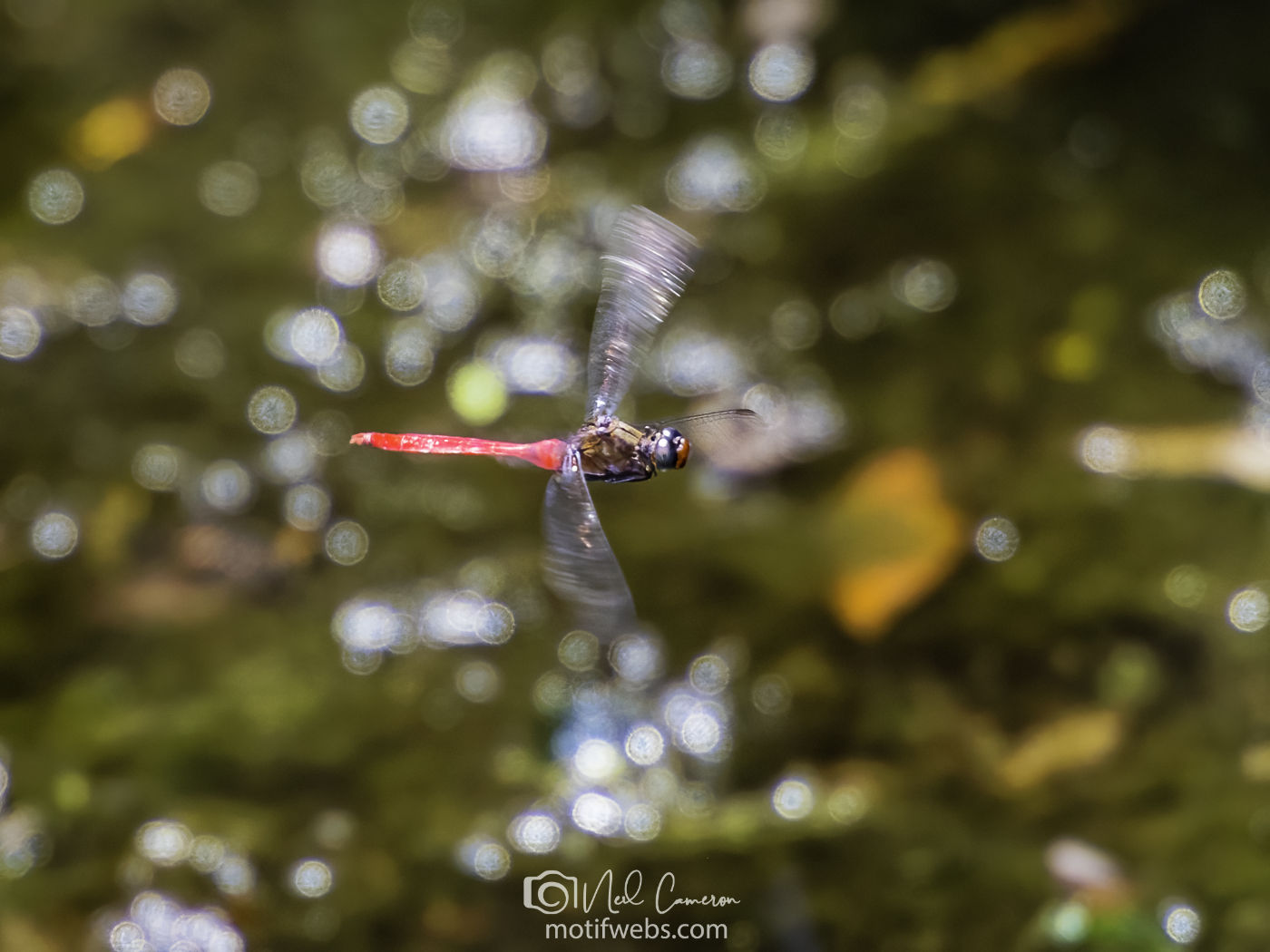 Fiery Skimmer (Orthetrum villosovittatum) hovering at Mt Coot-tha Botanic Gardens, Australia