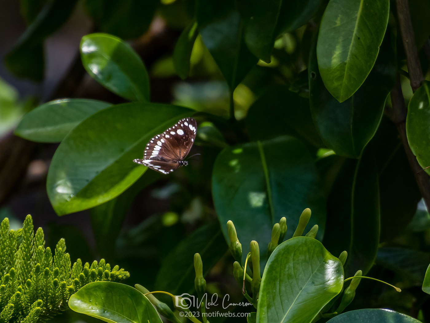 White-banded Plane or Common Aeroplane (Phaedyma shepherdi), Toowong